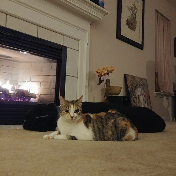 💝Posh Ambassador - Picture 2 of 5